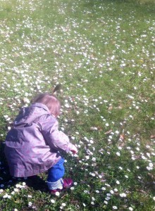 Les petites marguerites