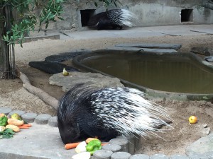 Le zoo du jardin des plantes paris