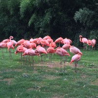 Le zoo du jardin des plantes flamant rose