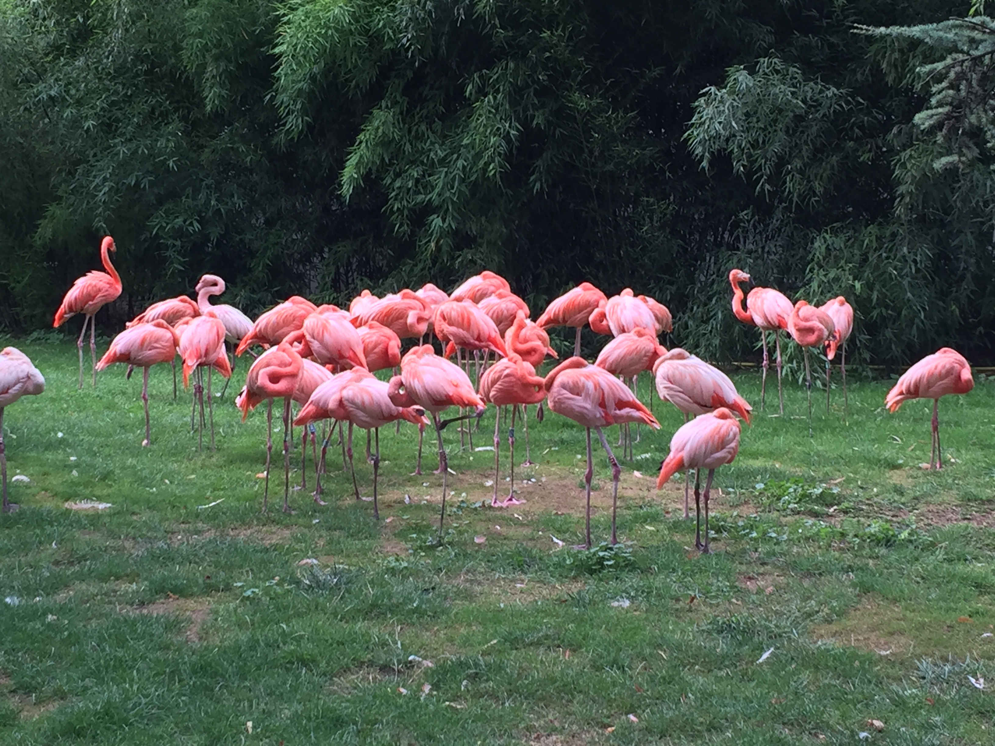Le zoo du jardin des plantes flamant rose
