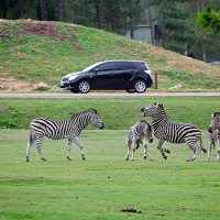 Zoo de thoiry