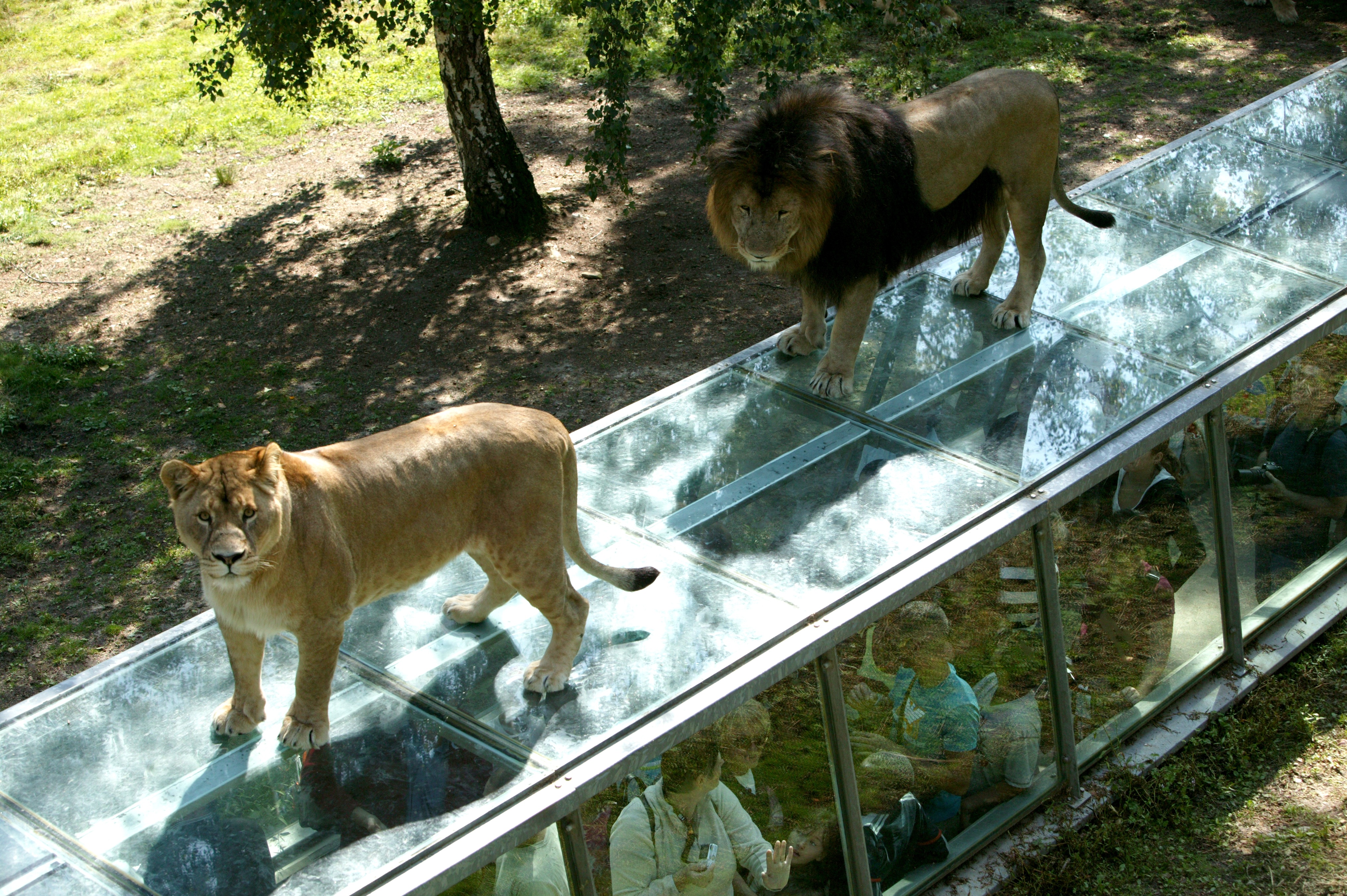 Zoo de thoiry lions