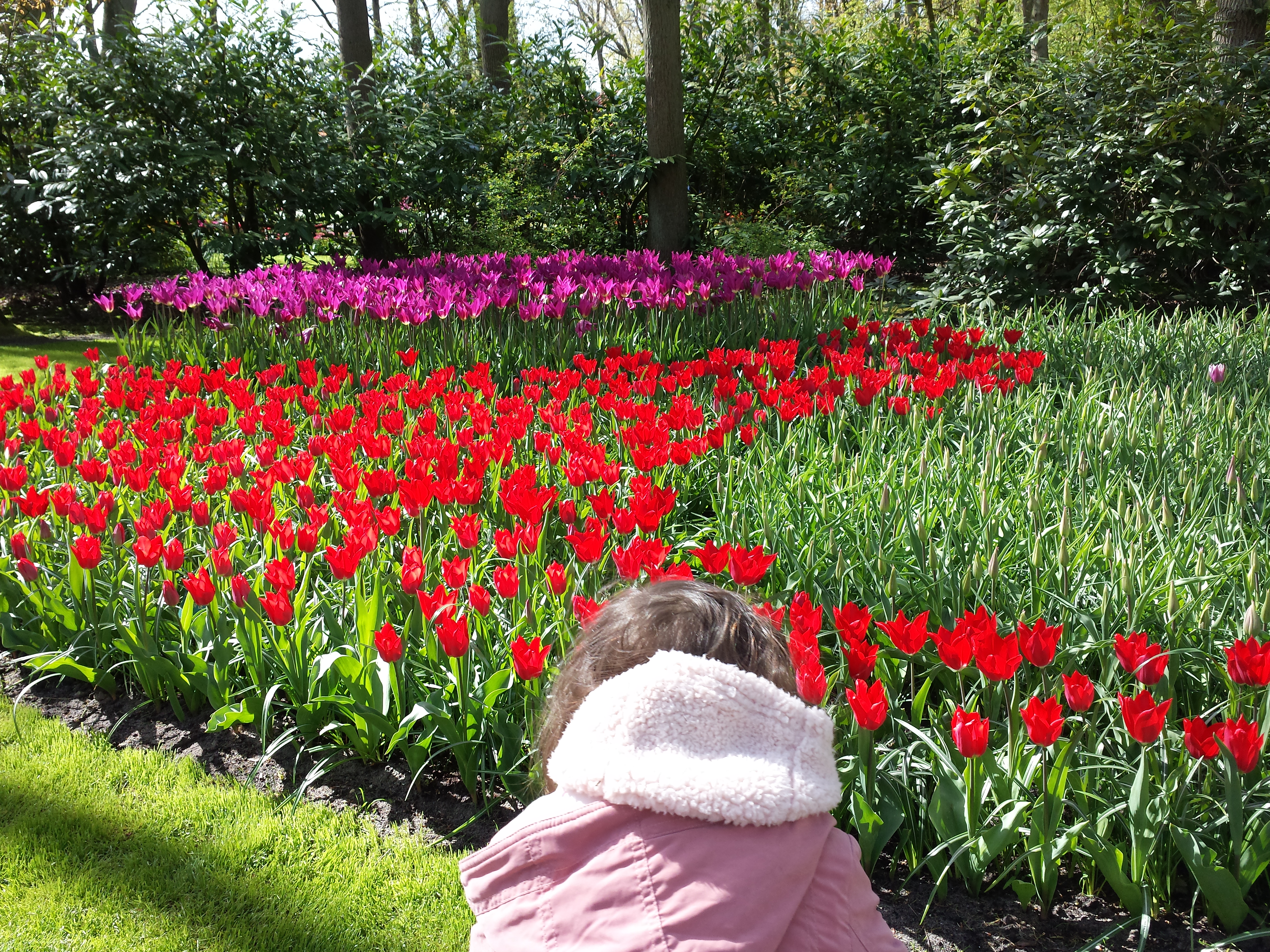 En route pour Rotterdam fleurs hollande