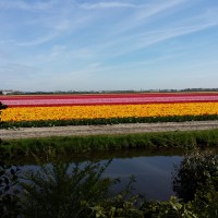 En route pour Rotterdam tulipes