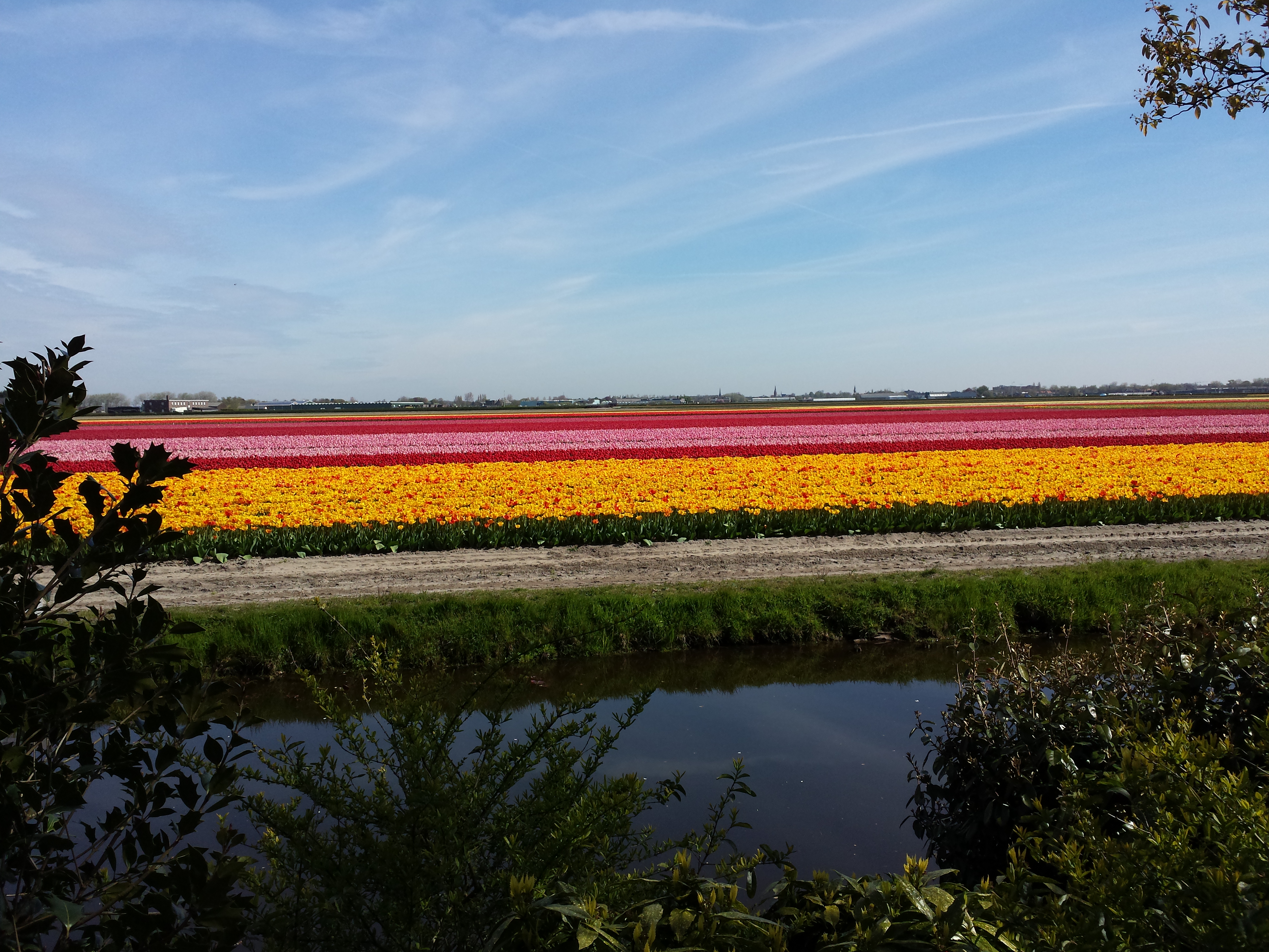 En route pour Rotterdam tulipes