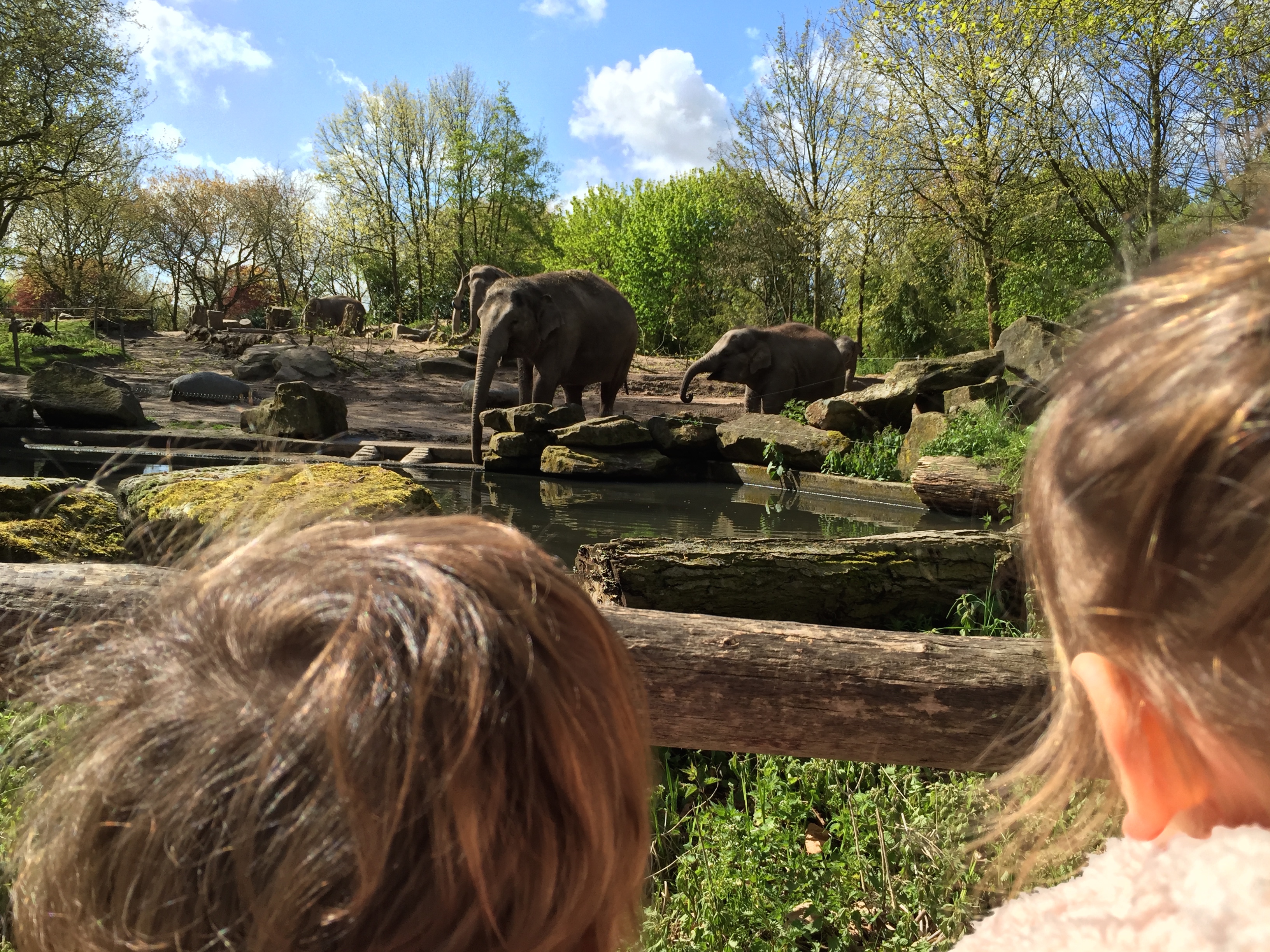 3 jours autour de Rotterdam éléphants zoo