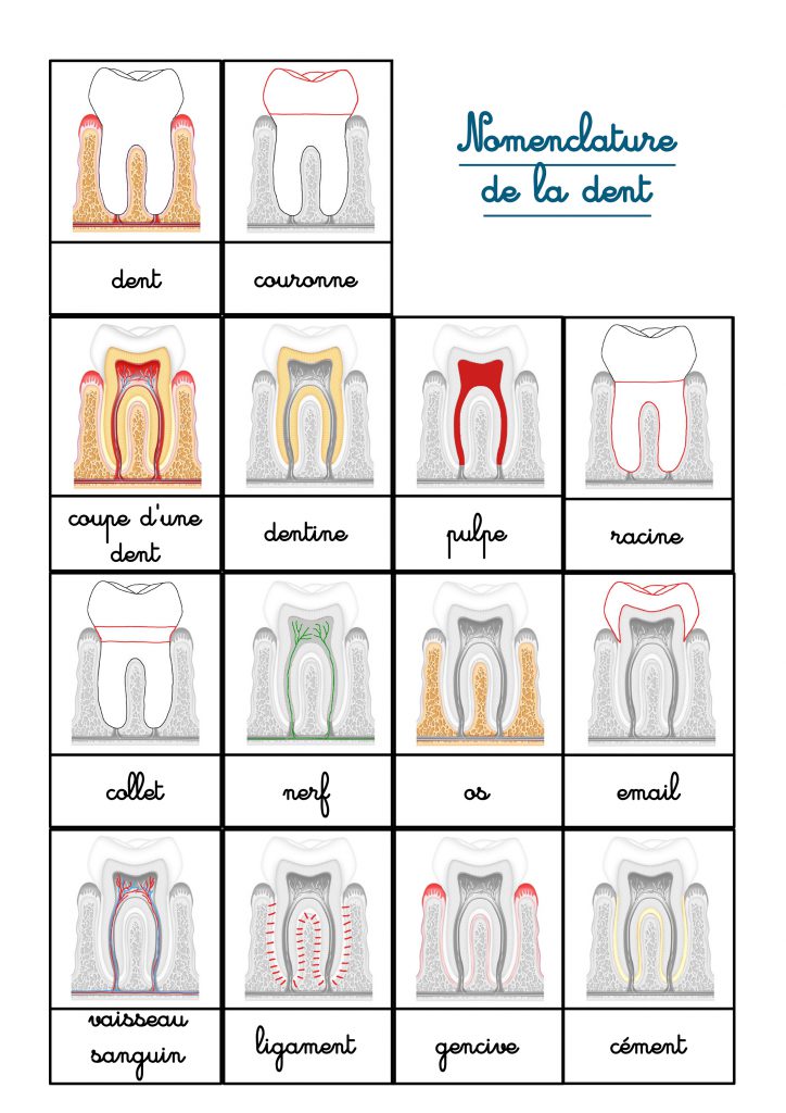 Exercices Jeux Sur Les Dents à Imprimer Les dents - Les activités de maman