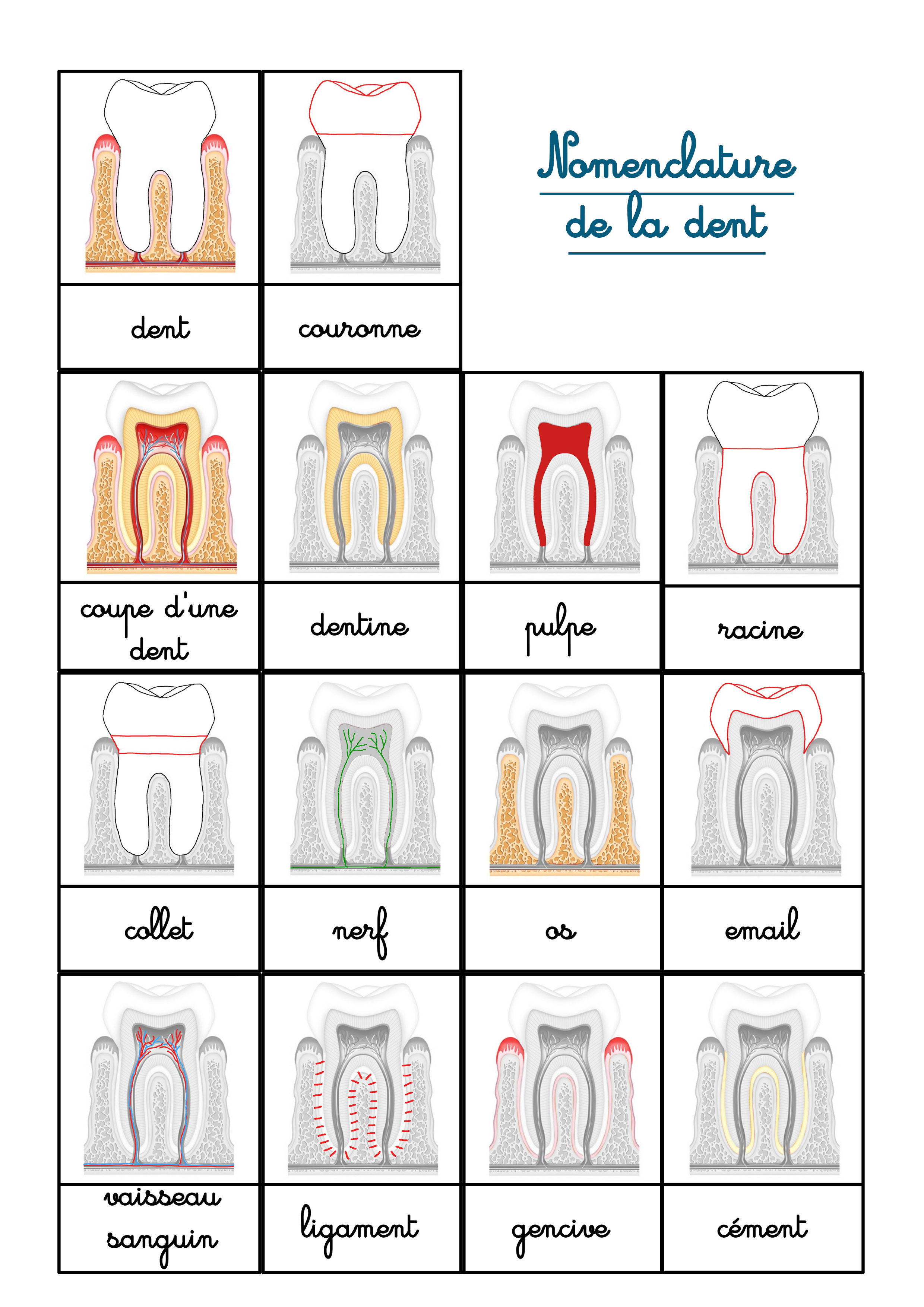 les dents cartes nomenclature