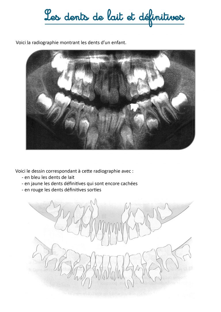 Les dents  Les activités de maman