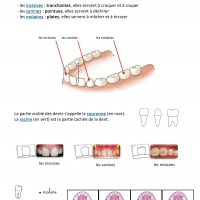 leçon sur les dents ce1 ief