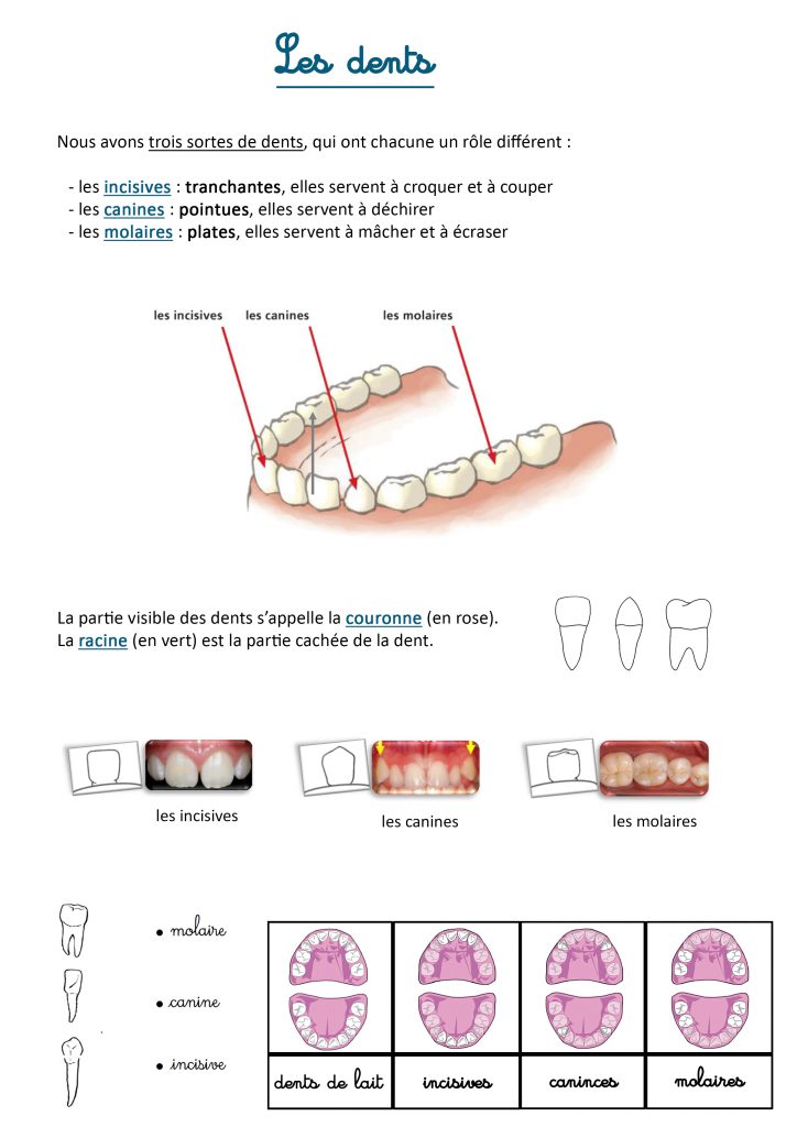 Les dents  Les activités de maman