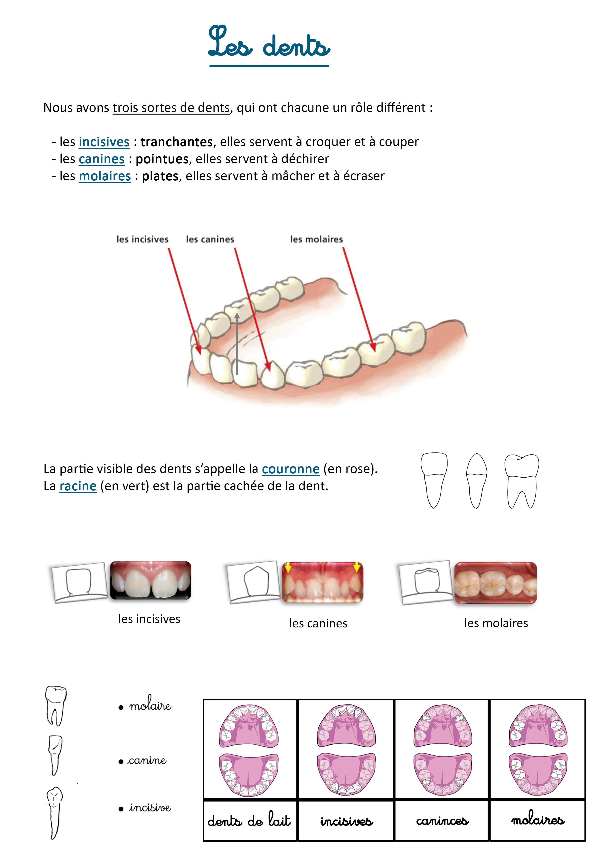 lecon sur les dents