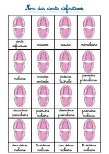 carte nomenclature les dents