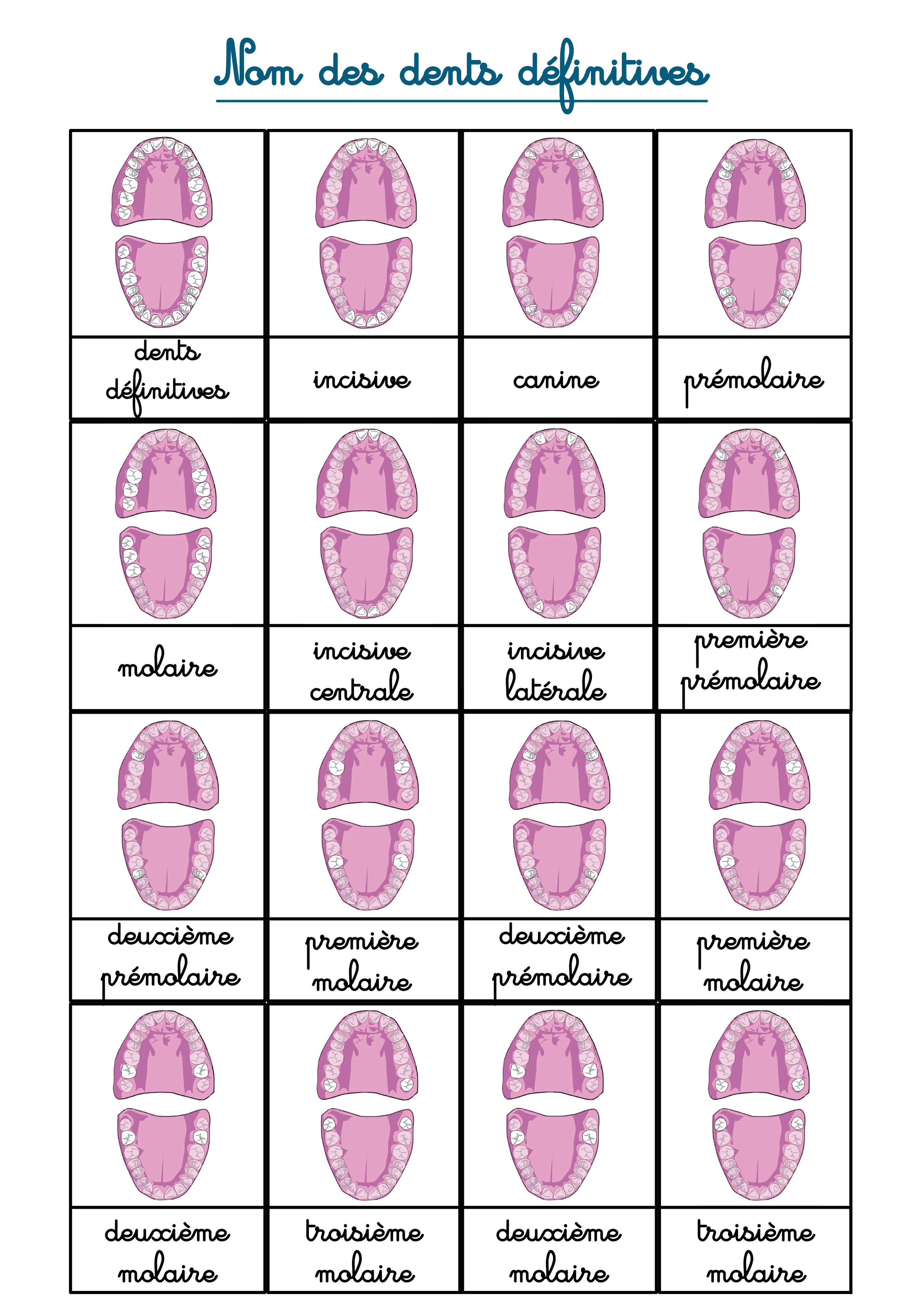 carte nomenclature les dents