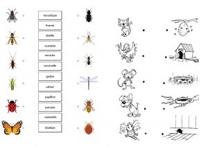 atelier sur les animaux