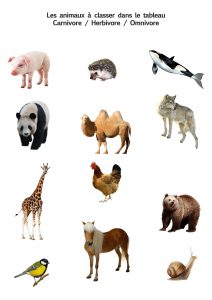 exercices ief les animaux