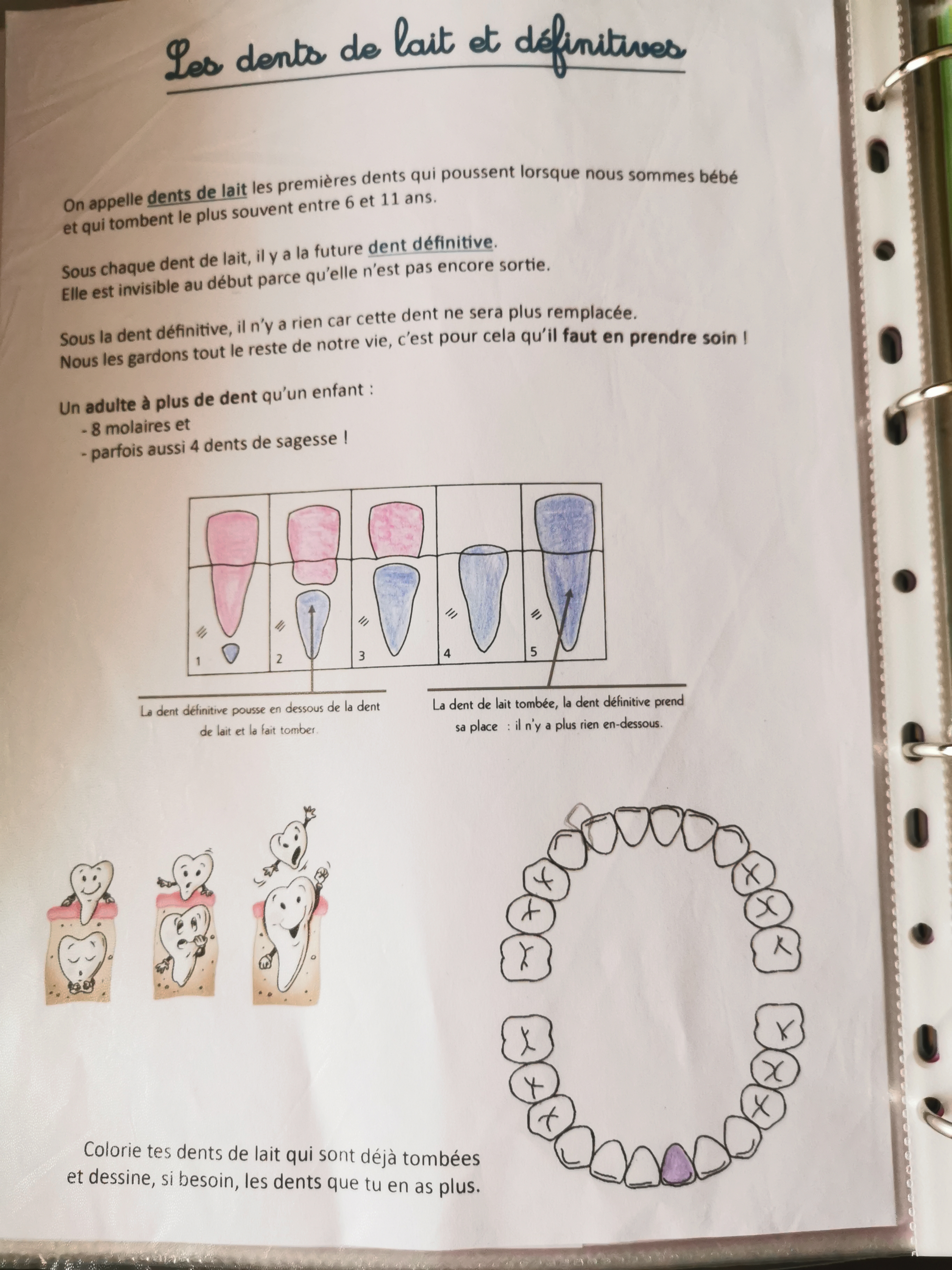 dents de lait et définitives