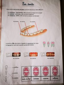 les types de dents