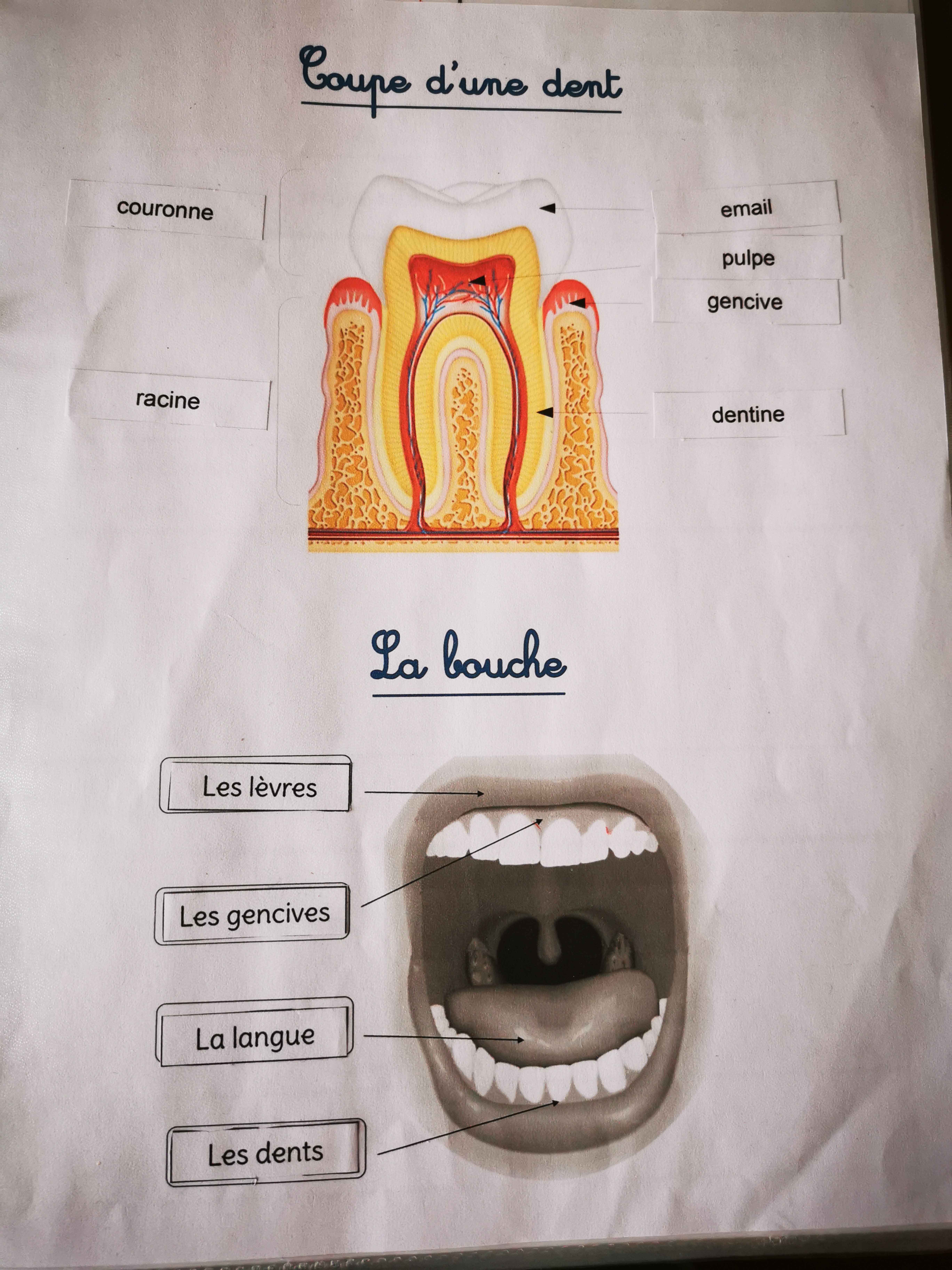 coupe d'une dent - la bouche