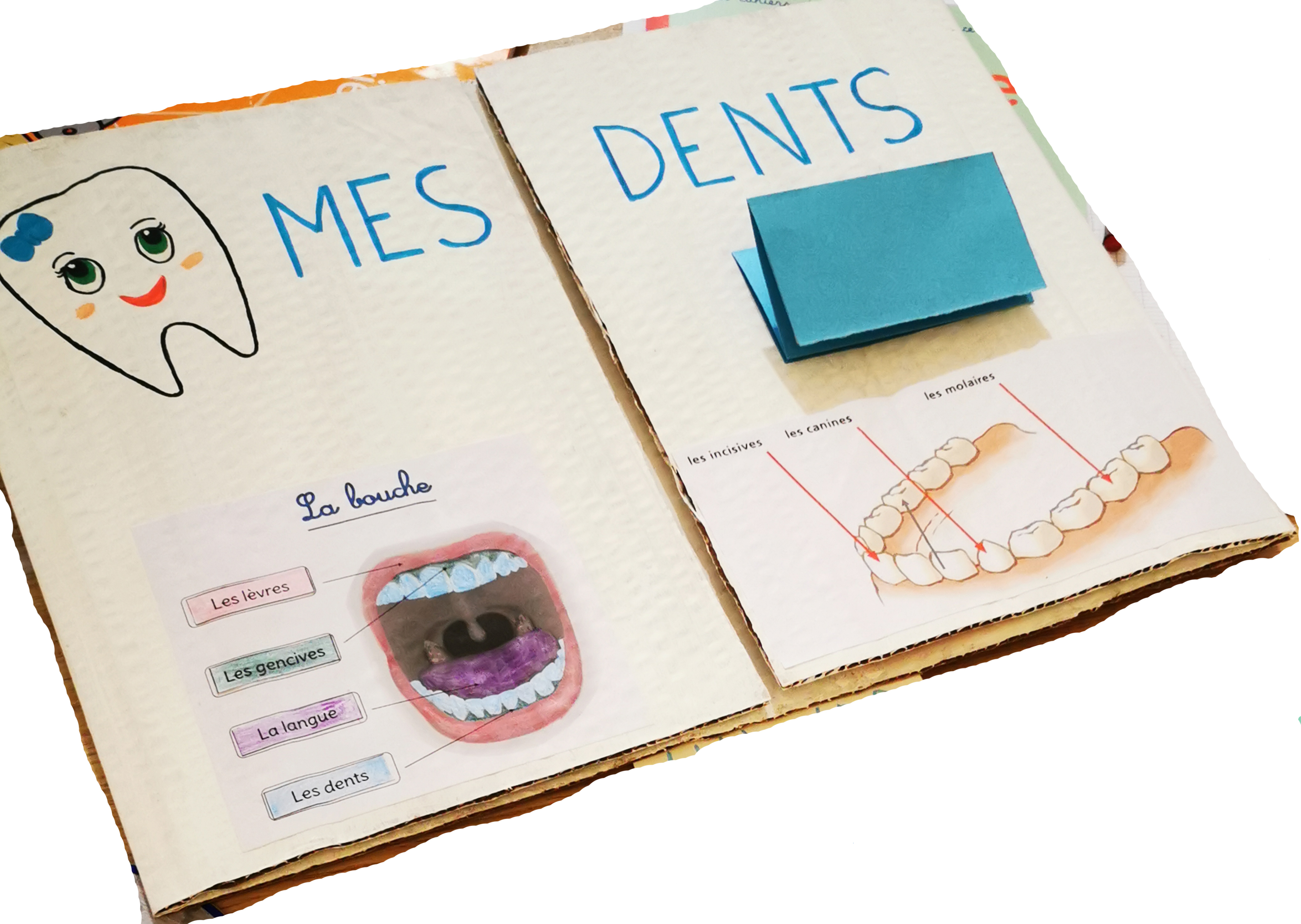 les dents lapbook