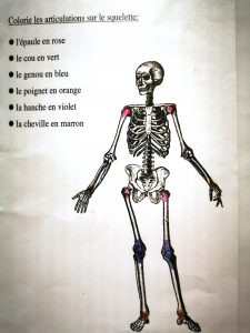 le squelette ief