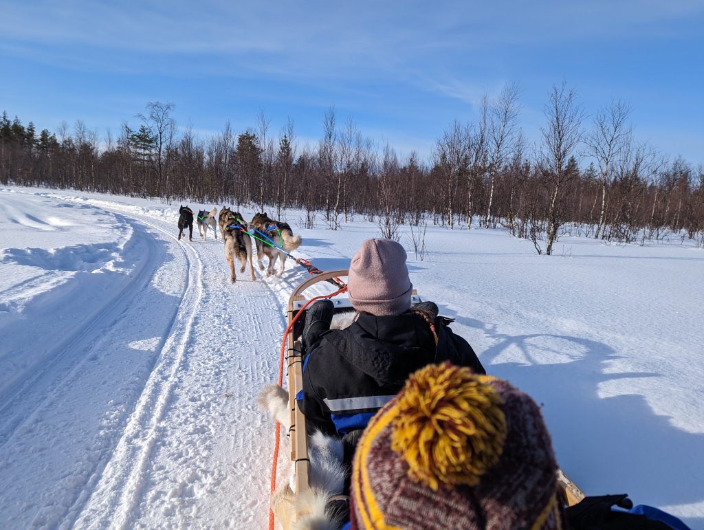 chiens de traineau Finlande