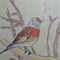 poésie la linotte