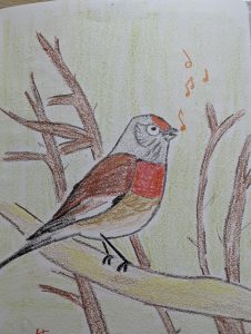 poésie la linotte